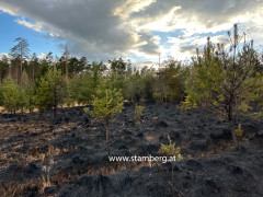 waldbrand stamberg